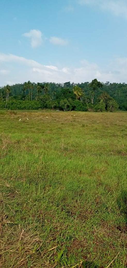 A paddy land for sale in Jaffna.