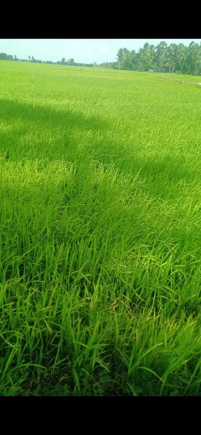 Farmland for Sale in Kilinochchi