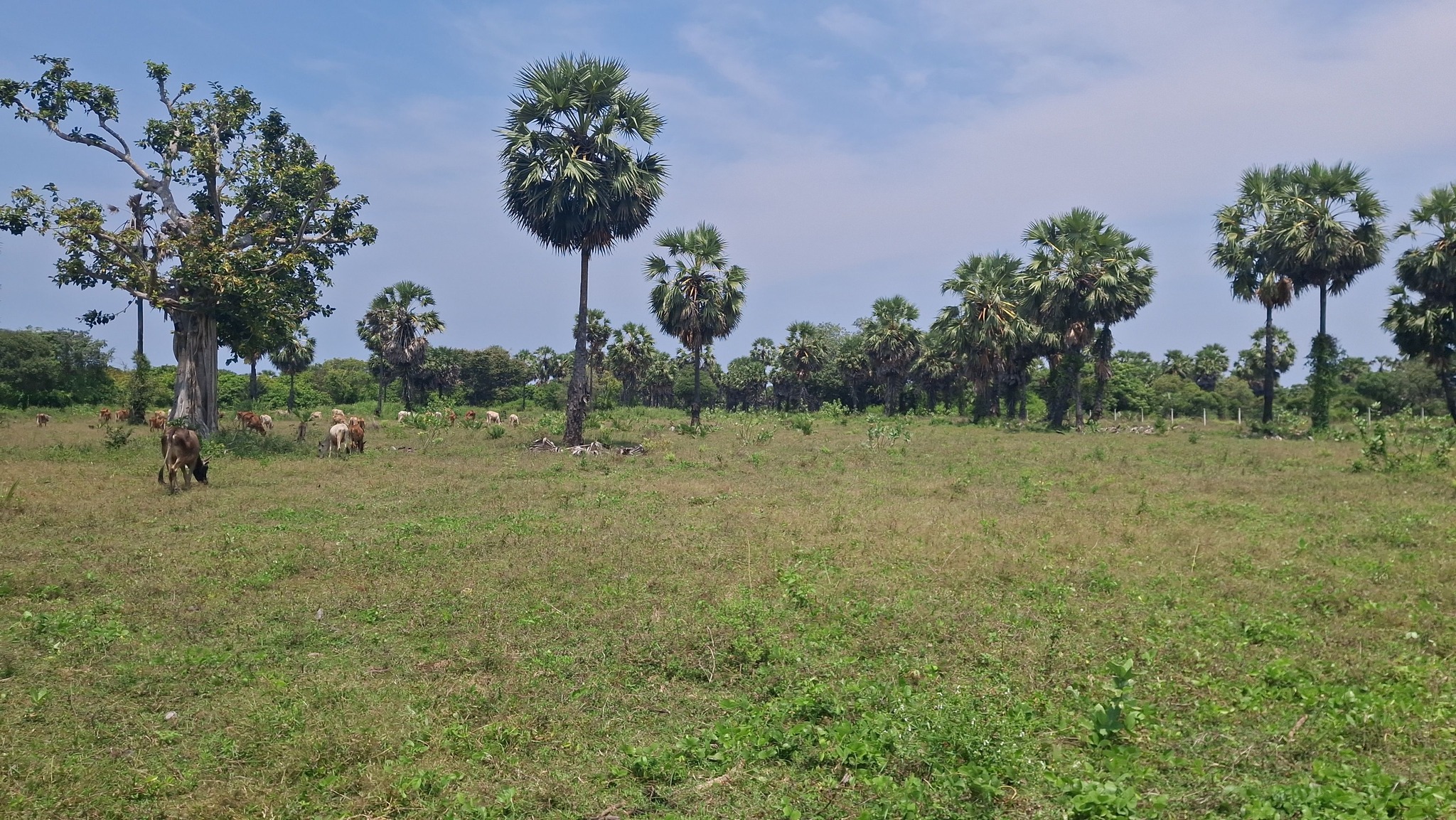 Land for Sale in Iyakkachchi Kovilvayal, Jaffna