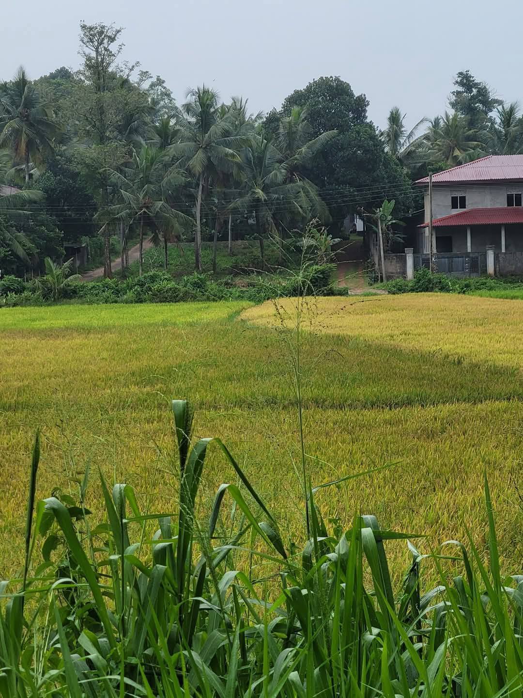 Land for sale in Katunayake
