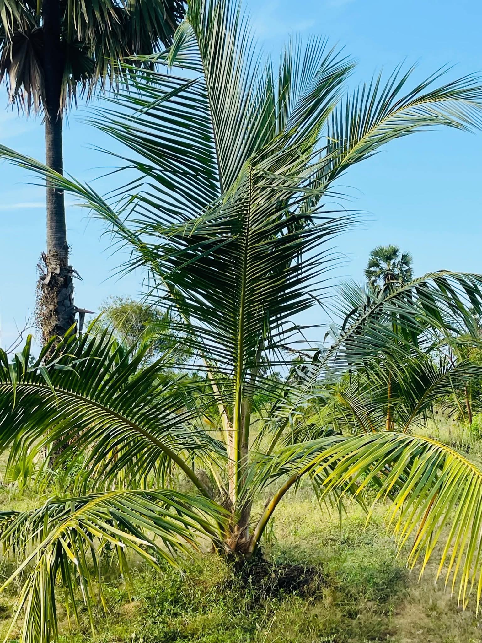 4-Acre Land for Sale in Jaffna