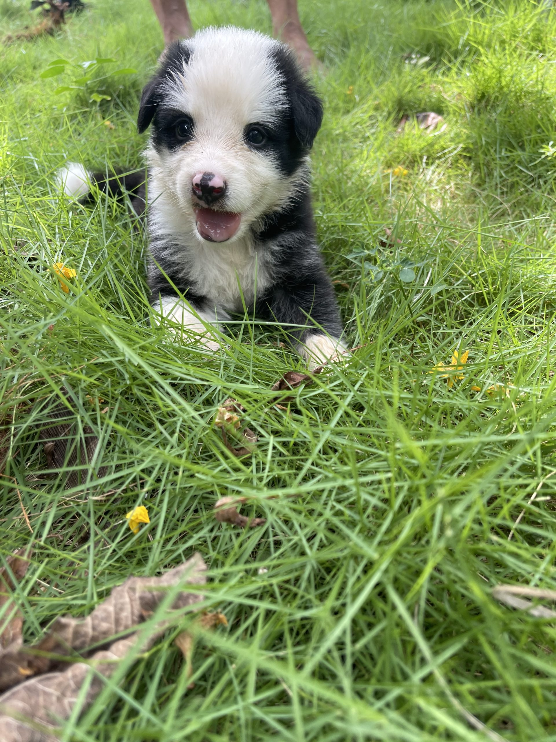 Panda puppies hot sale for sale