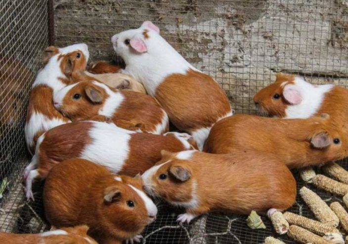Guinea pigs for sale near me